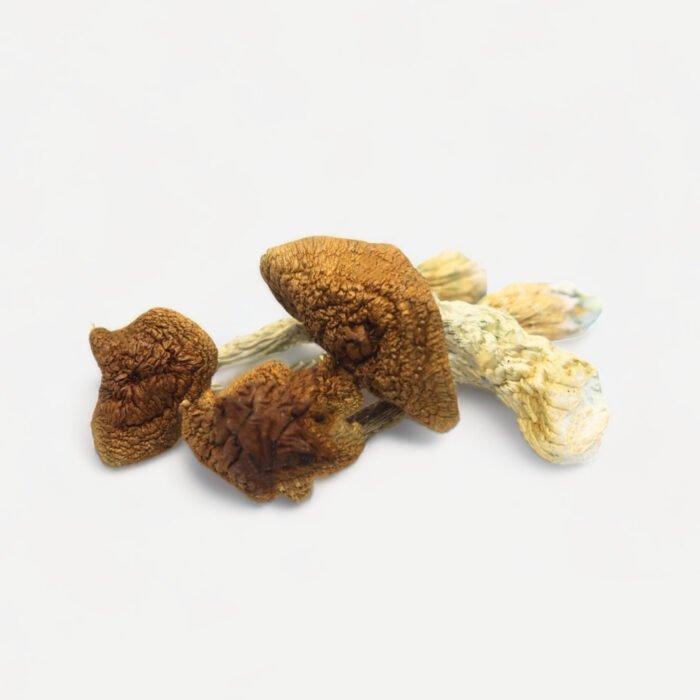 Golden Teacher Shrooms