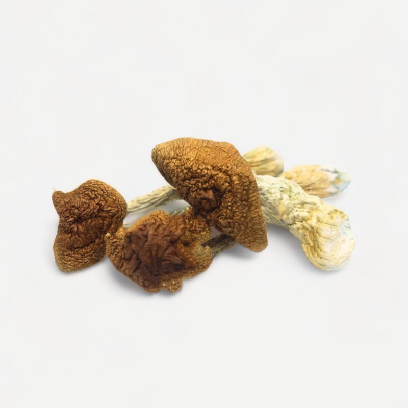 Golden Teacher Shrooms